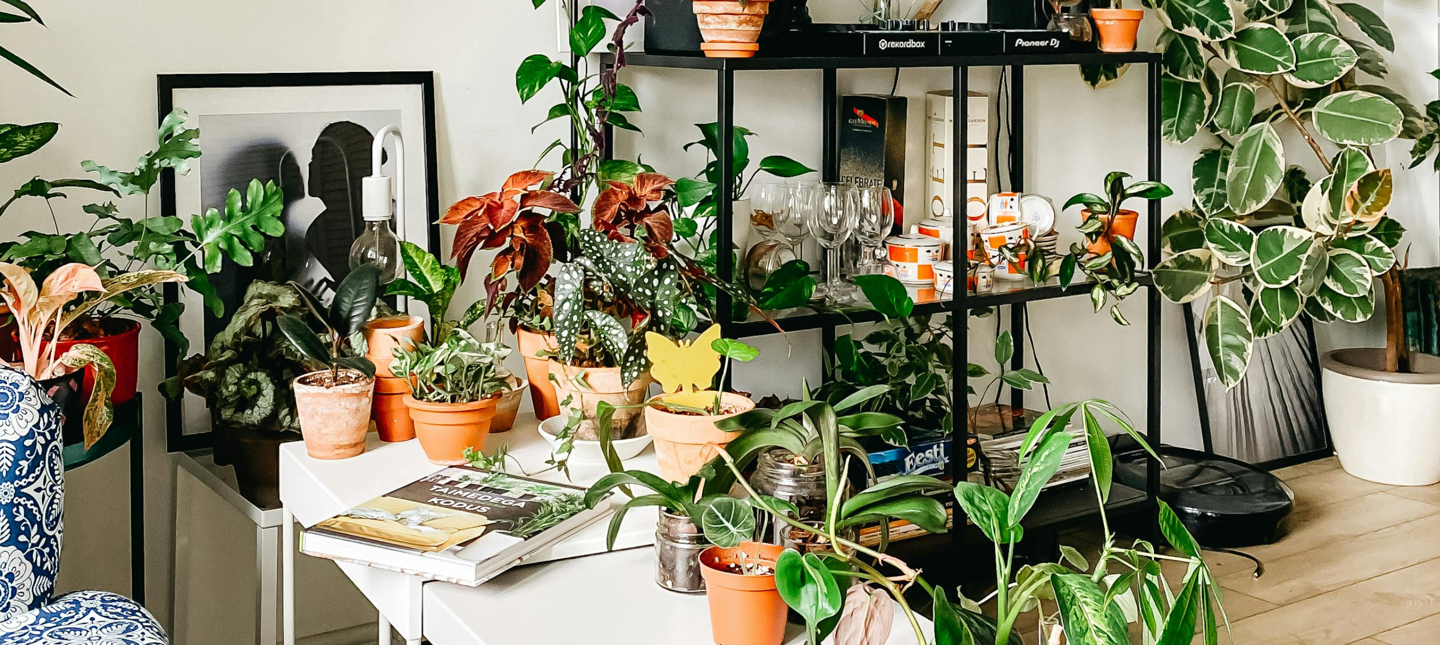 Indoor Plants
