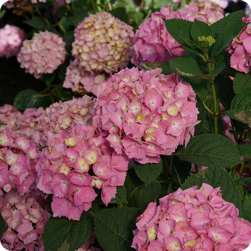Shrubs