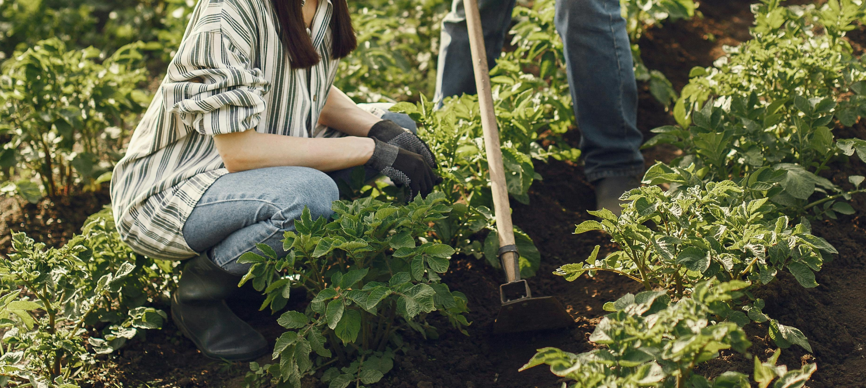 Hoes & Cultivators