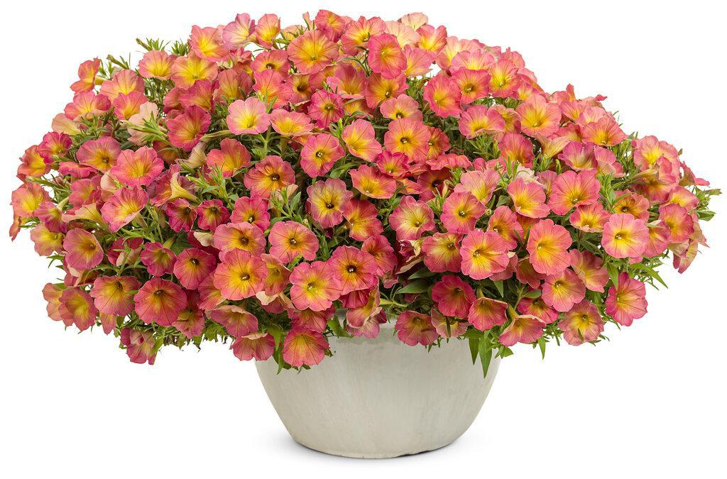 Supertunia® Persimmon Petunia | Proven Winners®