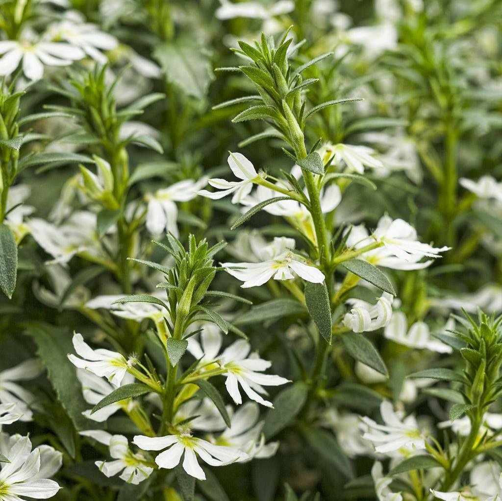 Whirlwind® White Scaevola | Proven Winners®