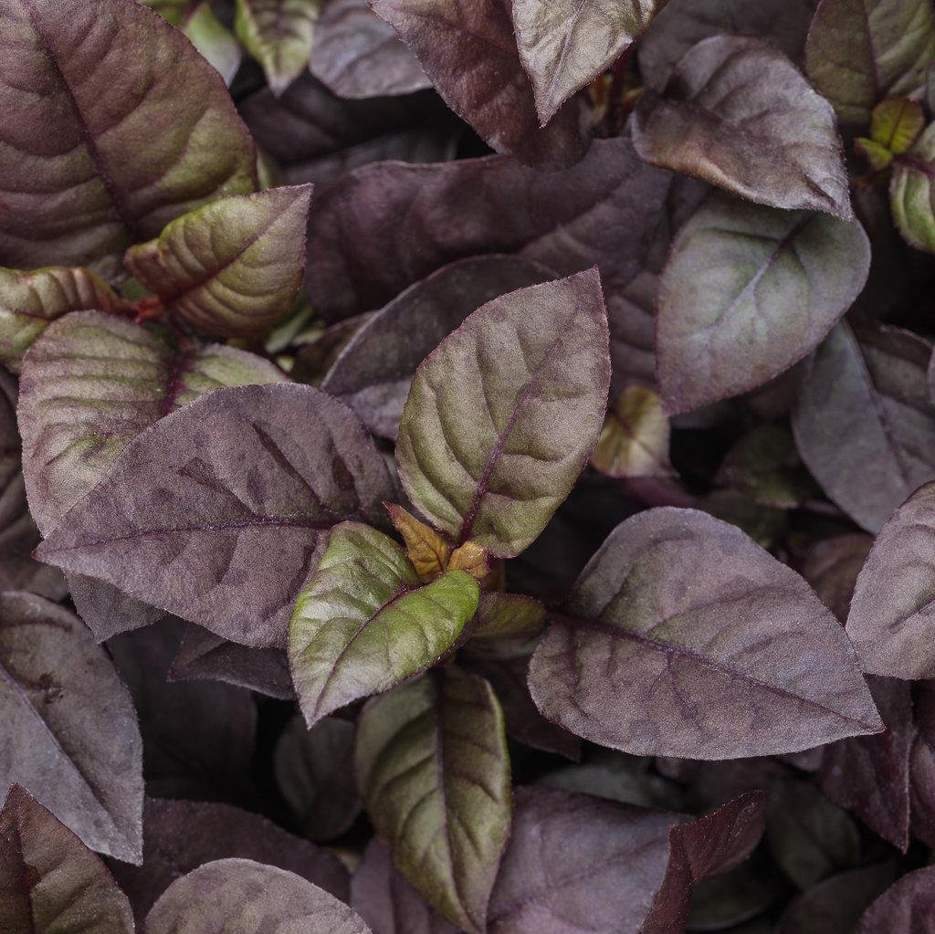 Plum Dandy™ Alternanthera | Proven Winners®