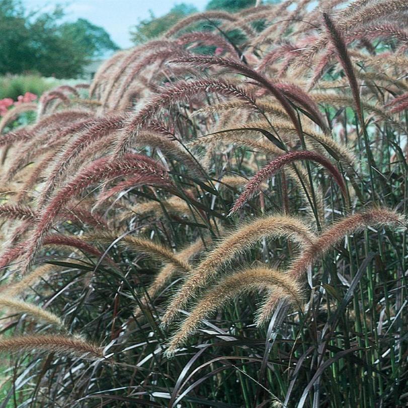Graceful Grasses® Purple Fountain Grass | Proven Winners®