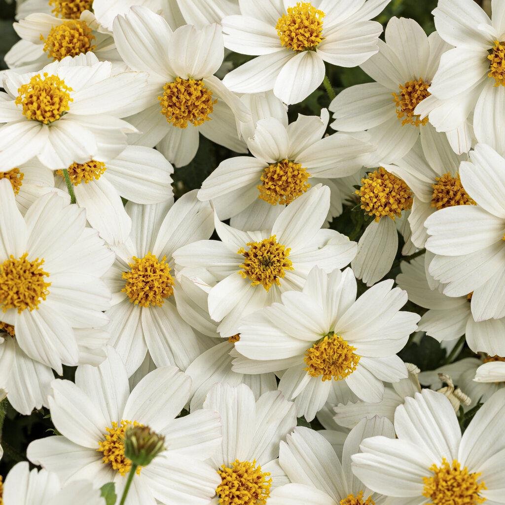 Campfire® Marshmallow™ Bidens | Proven Winners®