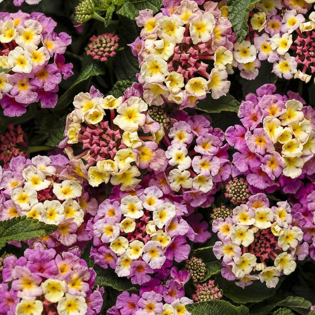 Luscious® Pinkberry Blend™ Lantana | Proven Winners®