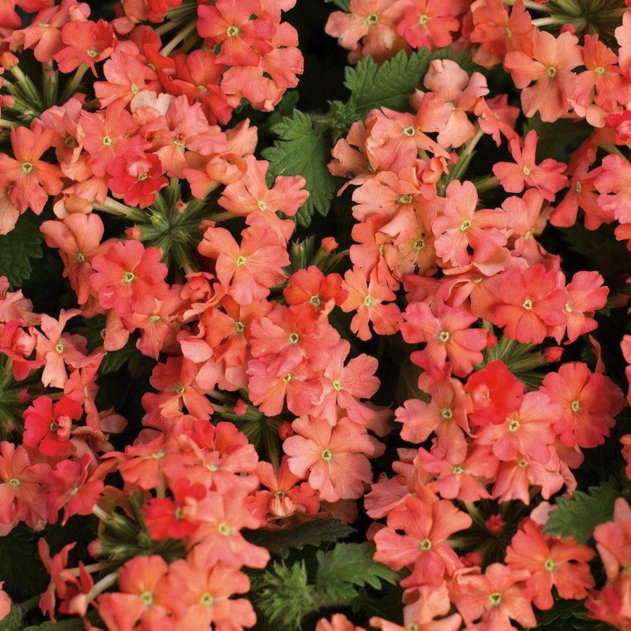 Superbena® Peachy Keen Verbena | Proven Winners®