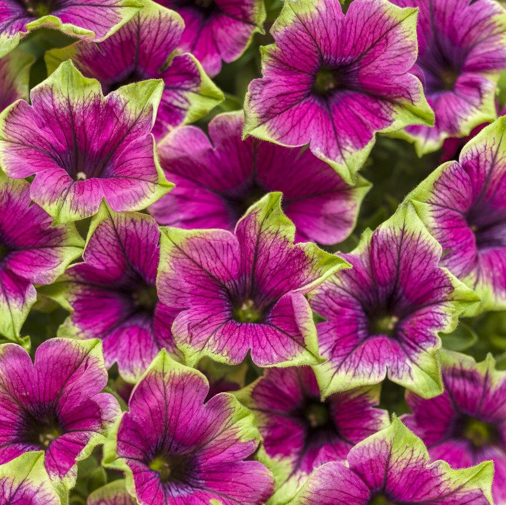 Supertunia® Picasso in Purple® Petunia | Proven Winners®