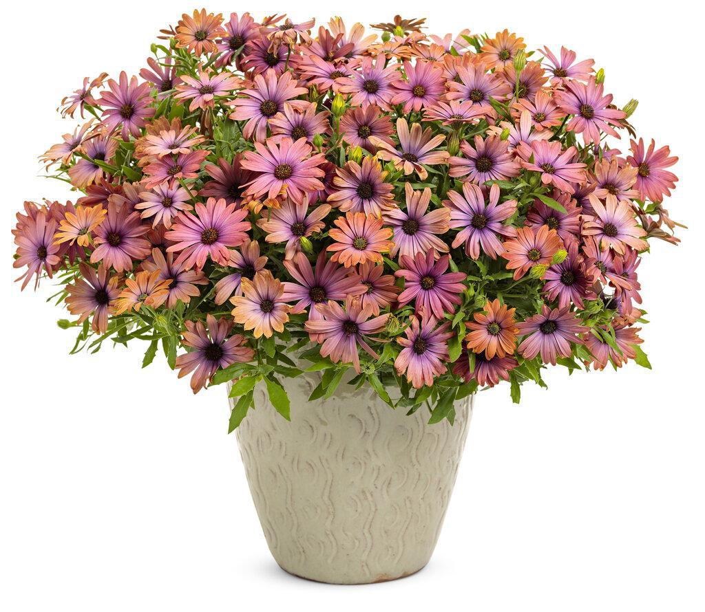 Bright Lights™ Horizon™ Sunset Osteospermum | Proven Winners®