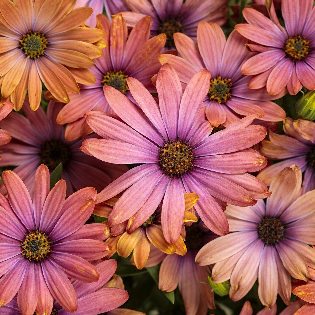 Bright Lights™ Horizon™ Sunset Osteospermum | Proven Winners®