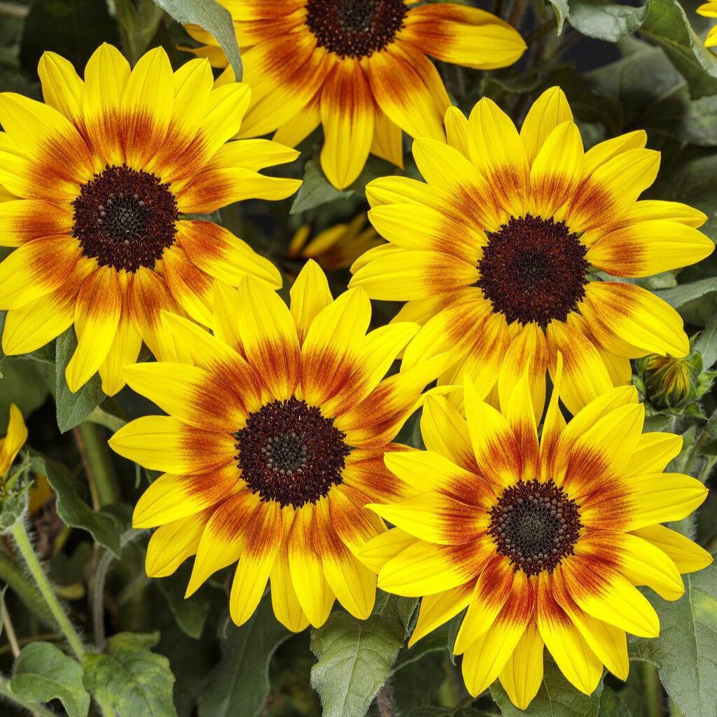 Suncredible® Saturn™ Sunflower | Proven Winners®