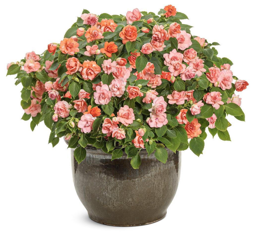 Rockapulco® Tropical Shades Double Impatiens | Proven Winners®