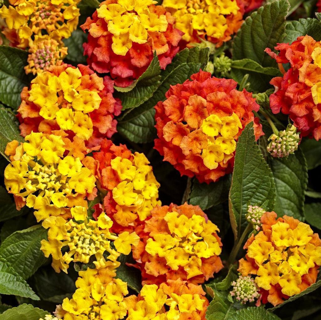 Luscious® Basket Tangelow® Lantana | Proven Winners®