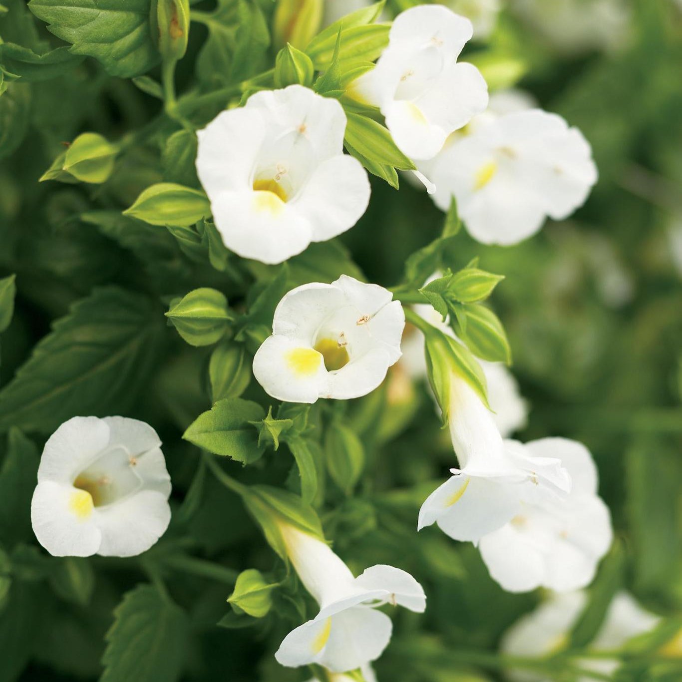 Catalina® White Linen Torenia | Proven Winners®
