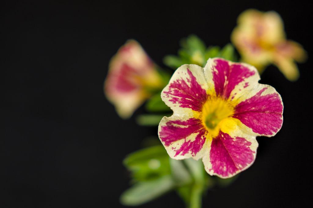 Superbells® Holy Moly!® Calibrachoa | Proven Winners®