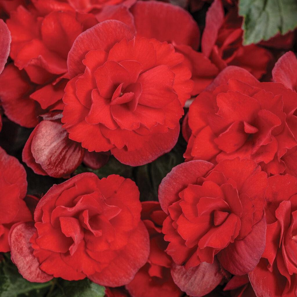 Solenia® Scarlet Rieger Begonia | Proven Winners®