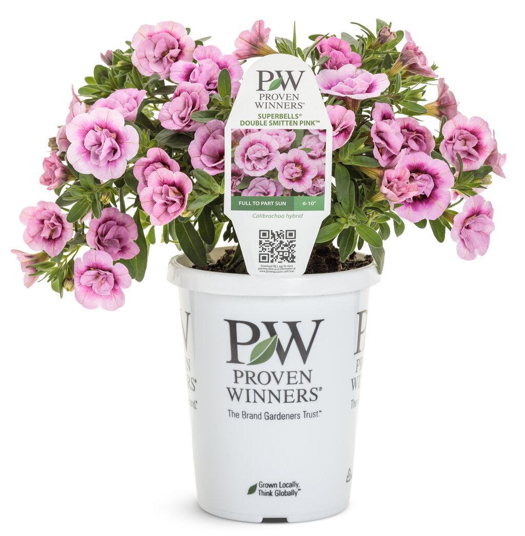 Superbells® Double Smitten Pink™ Double Calibrachoa | Proven Winners®