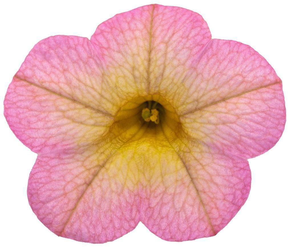 Superbells® Honeyberry™ Calibrachoa | Proven Winners®