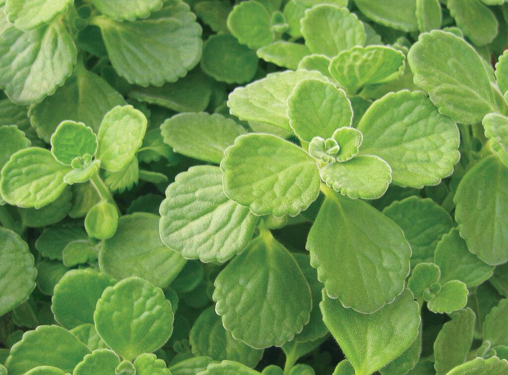 Cerveza 'n Lime® Plectranthus | Proven Winners®