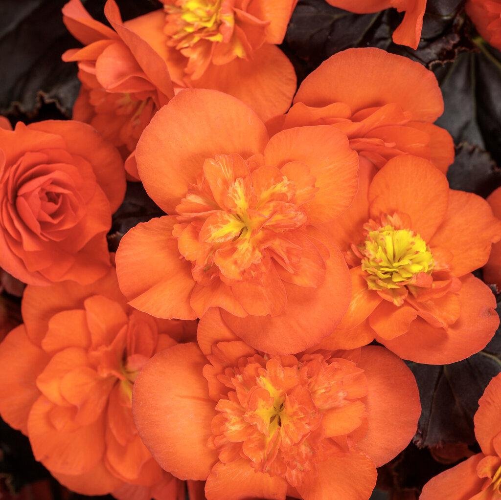 Solenia® Chocolate Orange Begonia | Proven Winners®