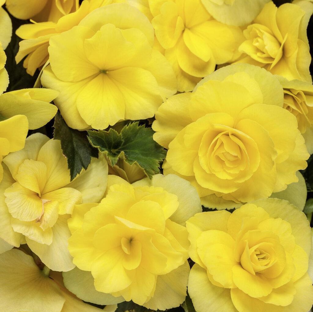 Solenia® Yellow Rieger Begonia | Proven Winners®