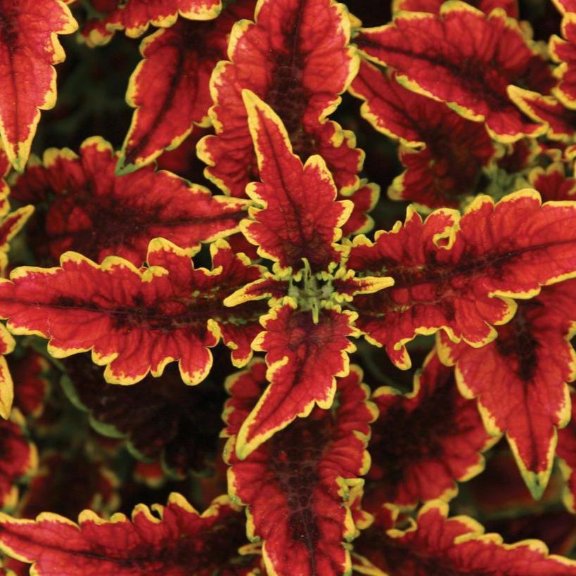 ColorBlaze® El Brighto Coleus |Proven Winners®