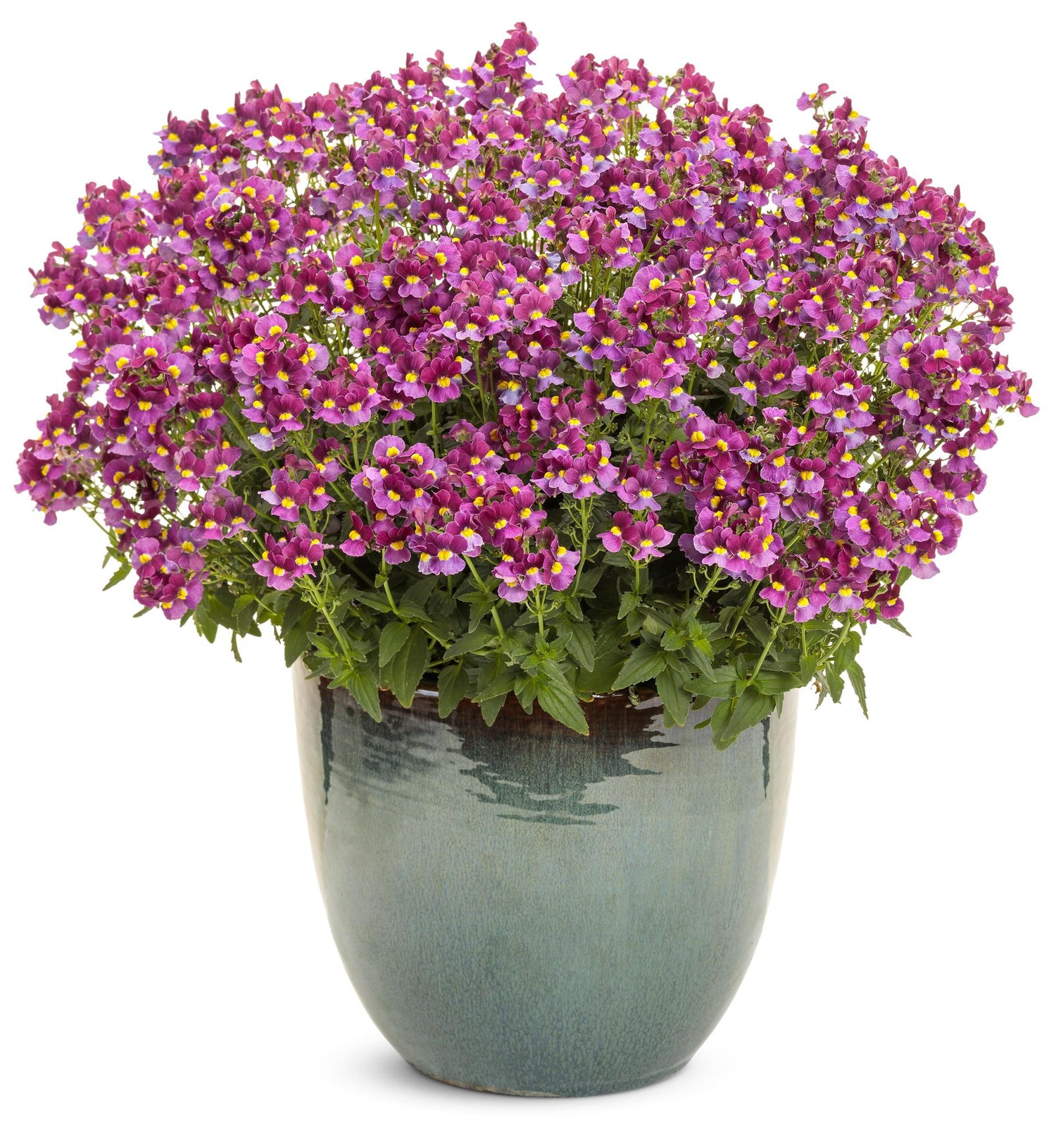 Aromance® Mulberry™ Nemesia | Proven Winners®