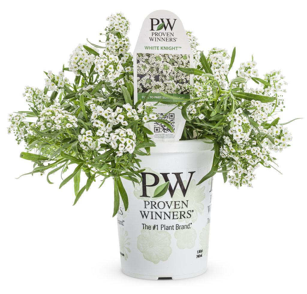 White Knight® Sweet Alyssum | Proven Winners®