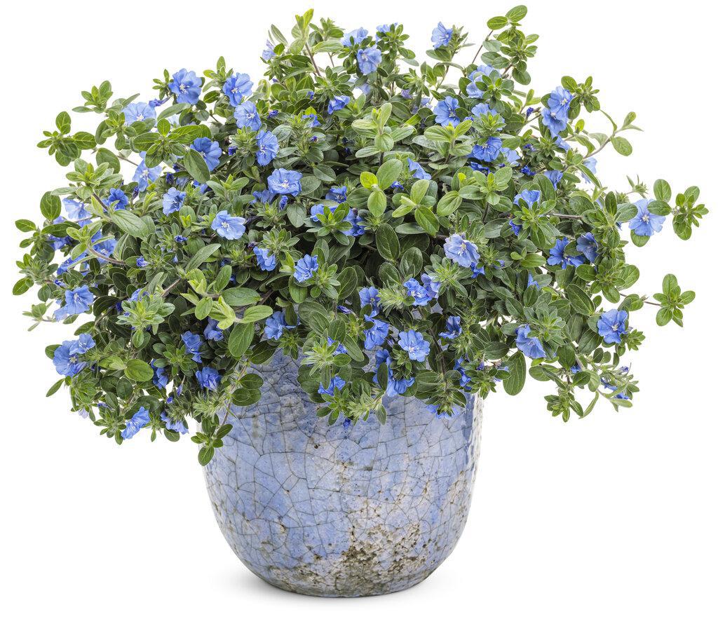 Blue My Mind® XL Dwarf Morning Glory Evolvulus | Proven Winners®