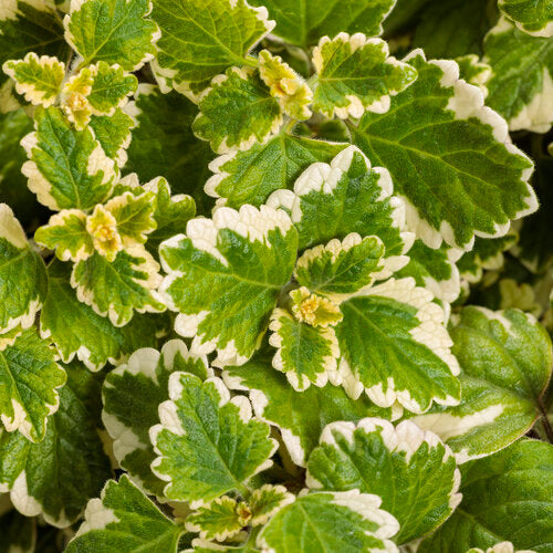 Variegata' Variegated Swedish Ivy Plectranthus coleoides | Proven Winners®