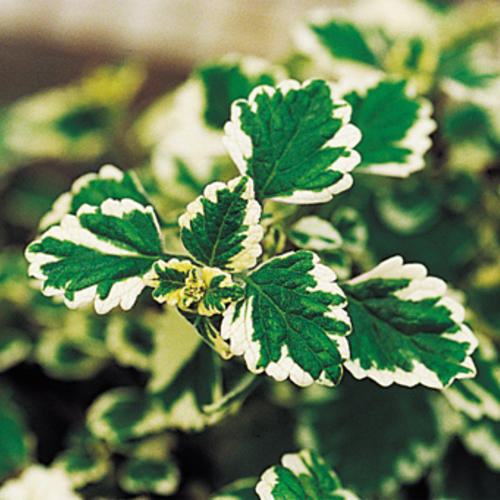 Variegata' Variegated Swedish Ivy Plectranthus coleoides | Proven Winners®