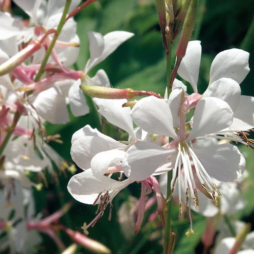 Stratosphere™ White Butterfly Flower | Proven Winners®
