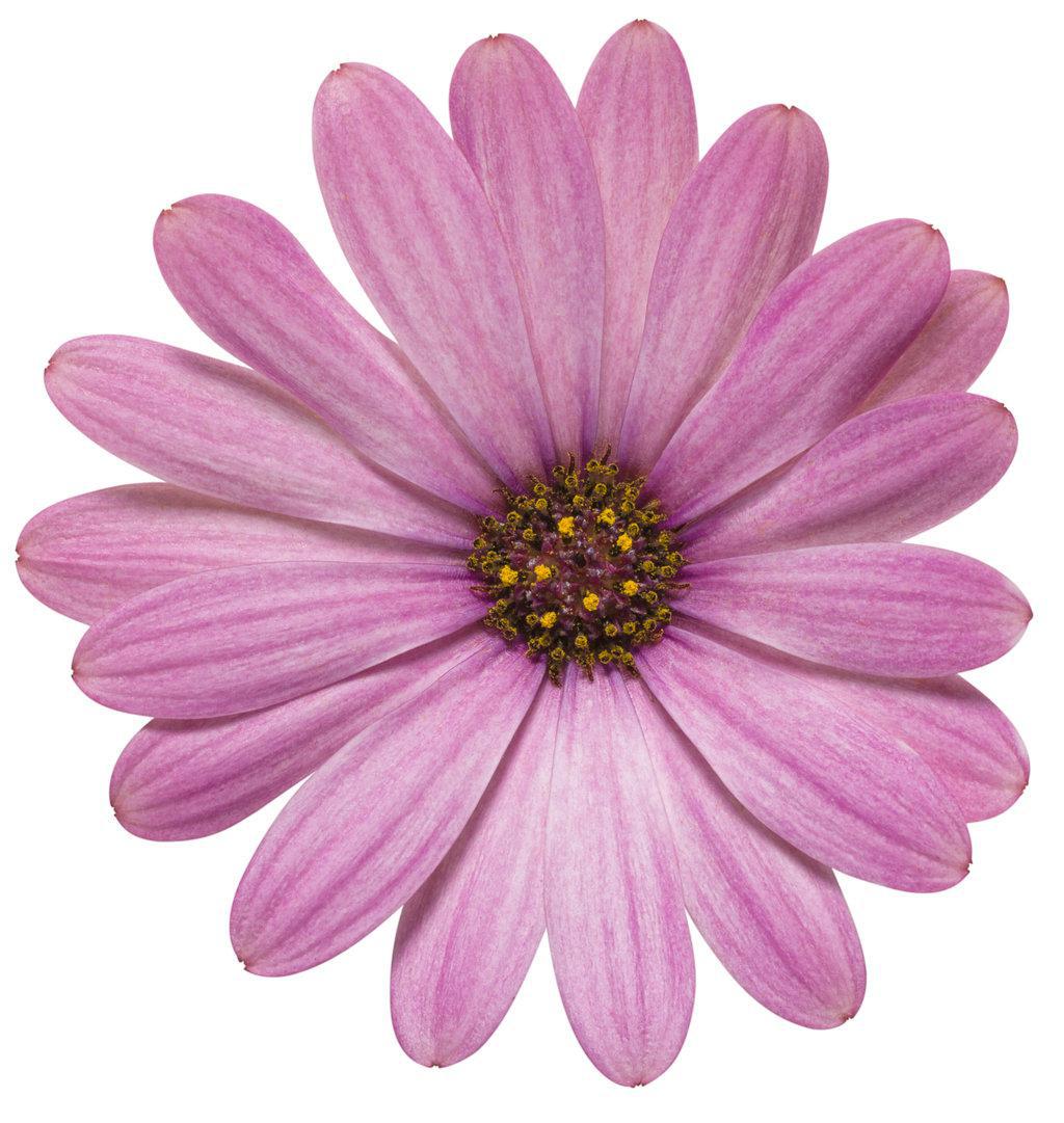 Bright Lights™ Pink Osteospermum | Proven Winners®