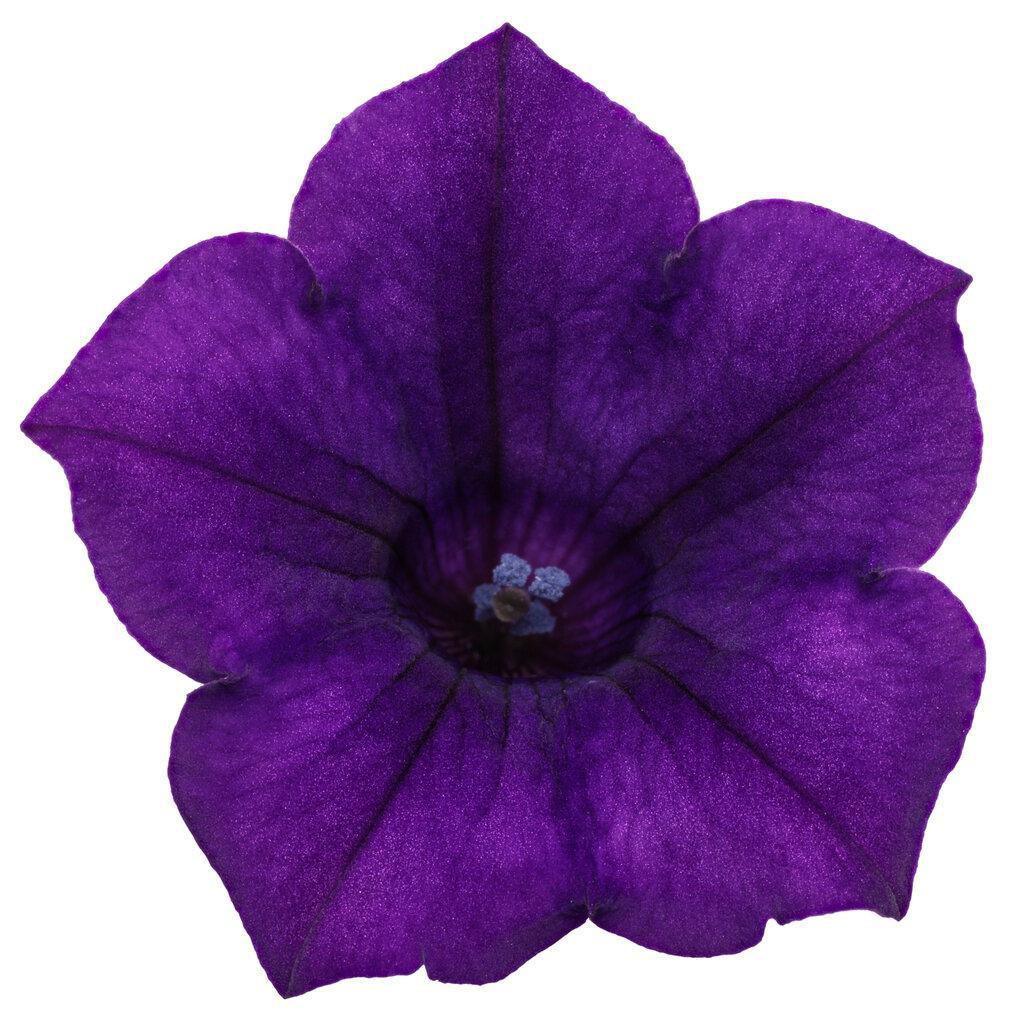 Supertunia Mini Vista® Ultramarine Petunia | Proven Winners®