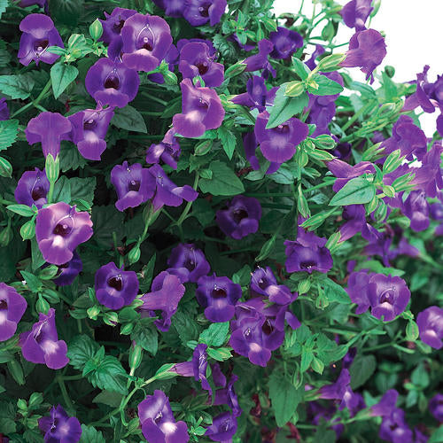 Summer Wave® Large Violet Torenia | Proven Winners®