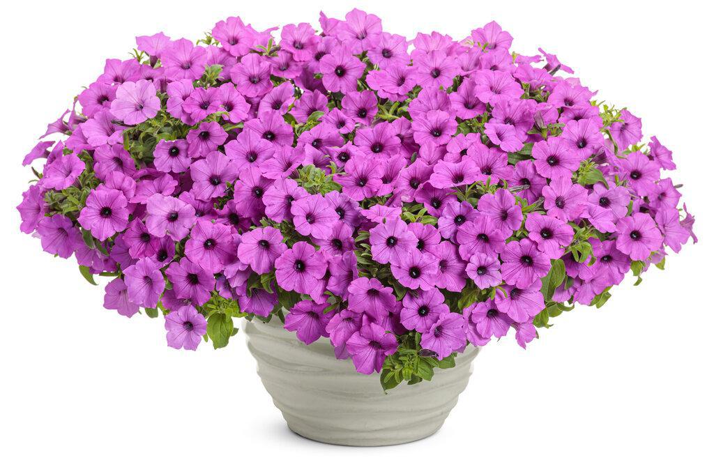 Supertunia Vista® Jazzberry® Petunia | Proven Winners®