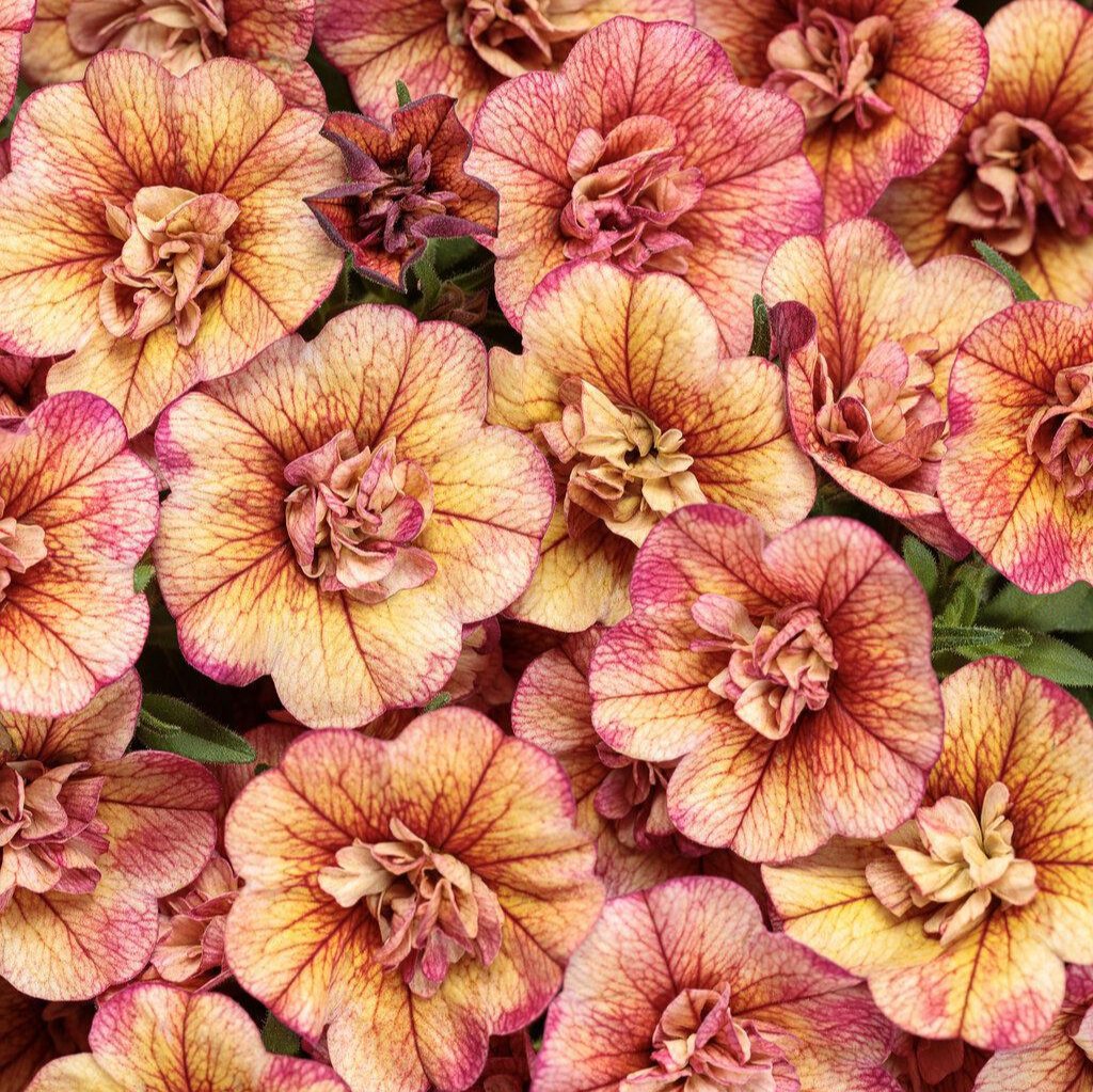 Superbells® Double Vintage Coral™ Double Calibrachoa | Proven Winners®