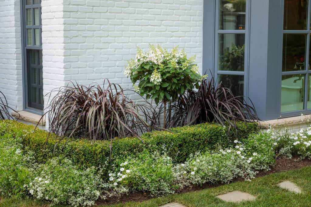 Graceful Grasses® Vertigo® Purple Fountain Grass | Proven Winners®