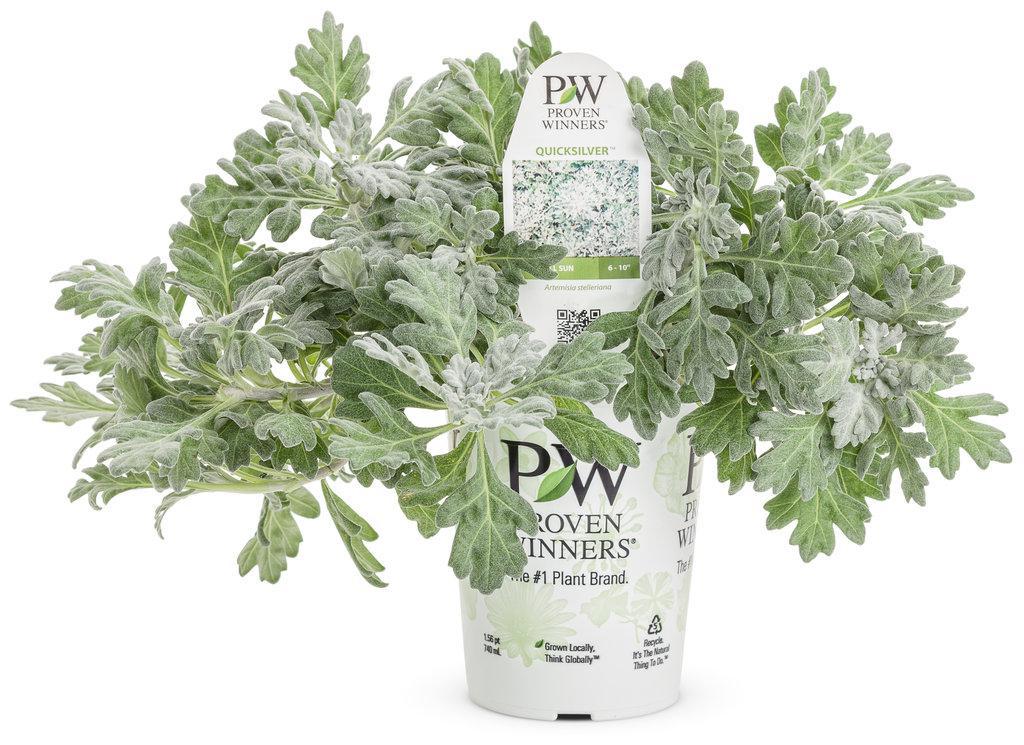 Silver Bullet® Artemisia | Proven Winners ®