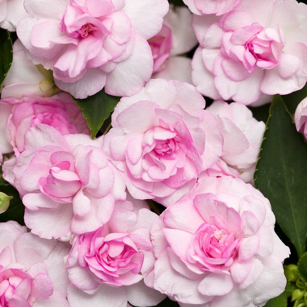 Rockapulco® Appleblossom Double Impatiens | Proven Winners®