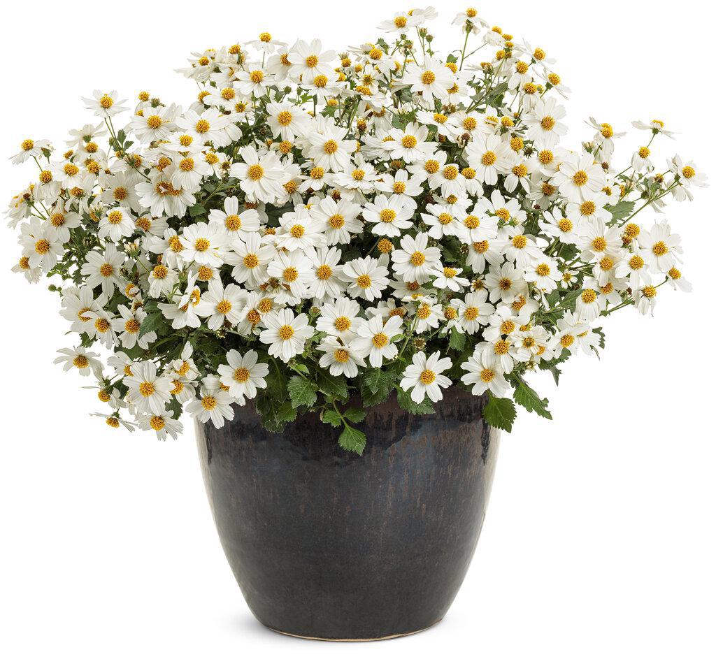Campfire® Marshmallow™ Bidens | Proven Winners®