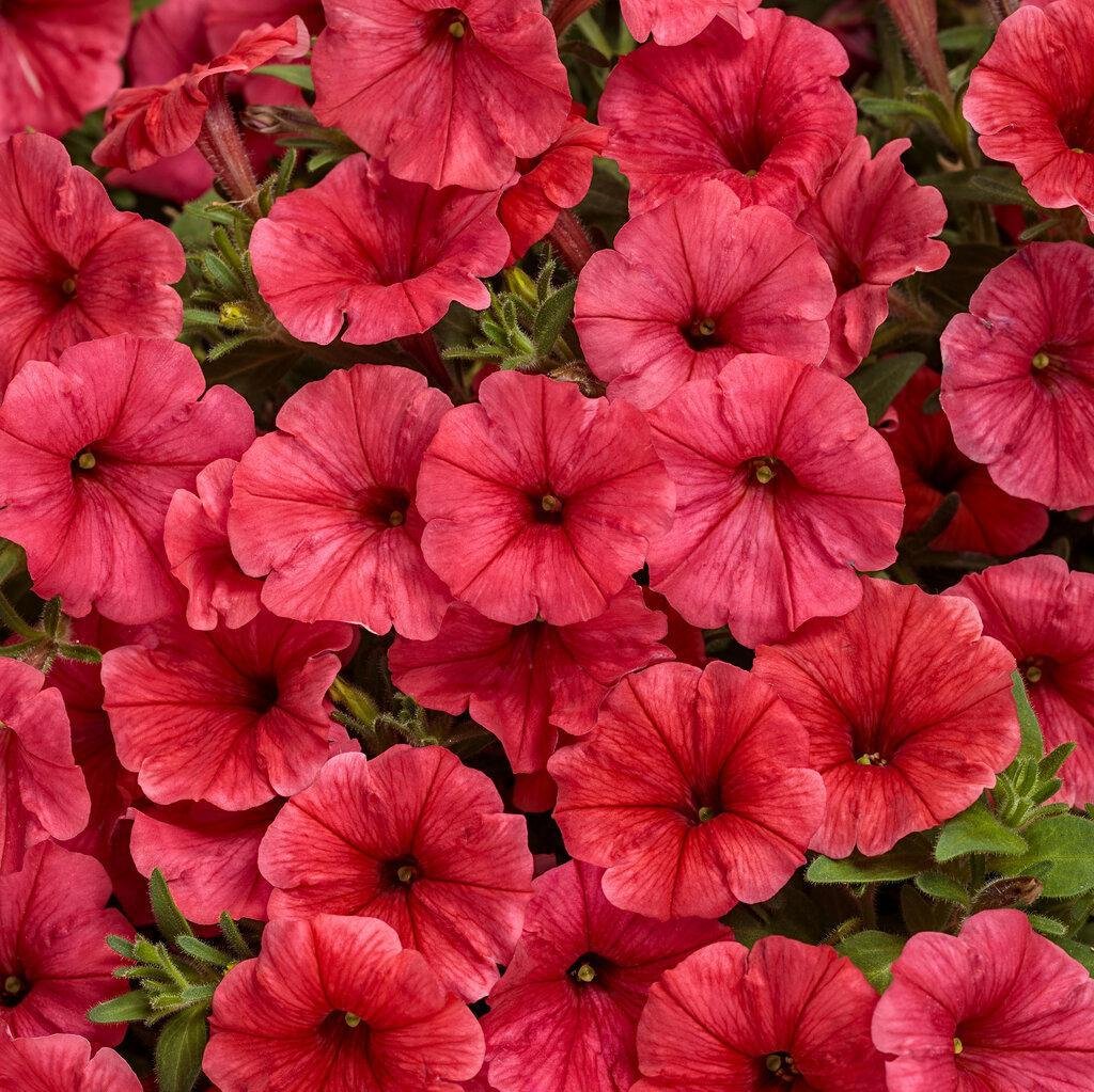 Supertunia Mini Vista® Scarlet Petunia | Proven Winners®