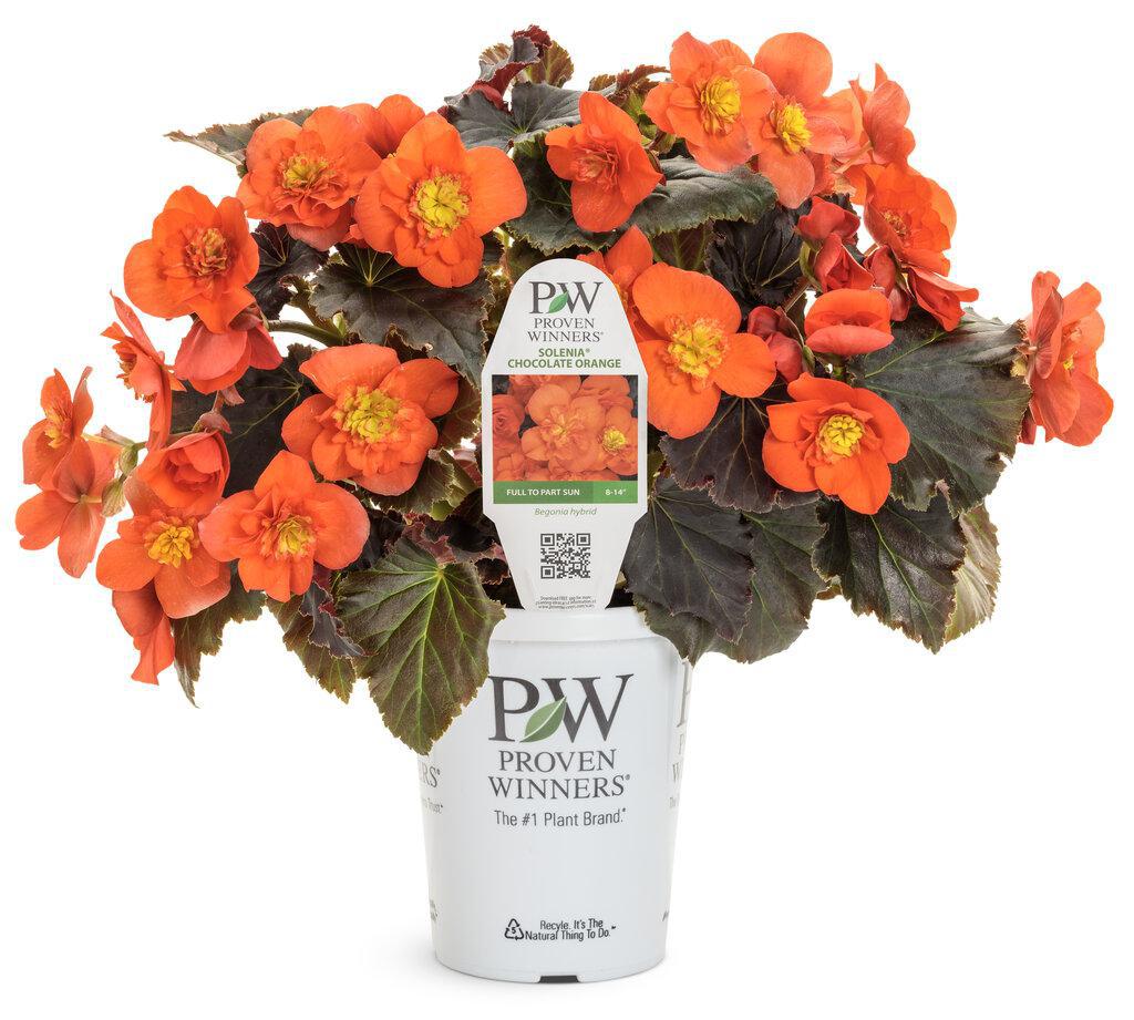 Solenia® Chocolate Orange Begonia | Proven Winners®