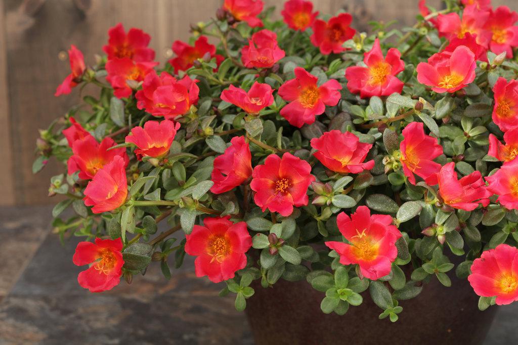 Mojave® Red Portulaca | Proven Winners®