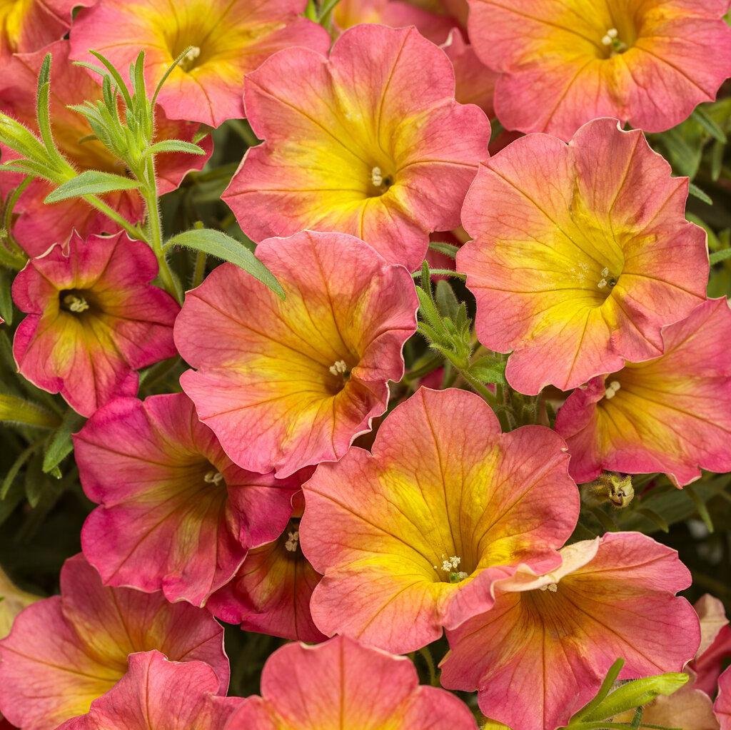 Supertunia® Persimmon Petunia | Proven Winners®