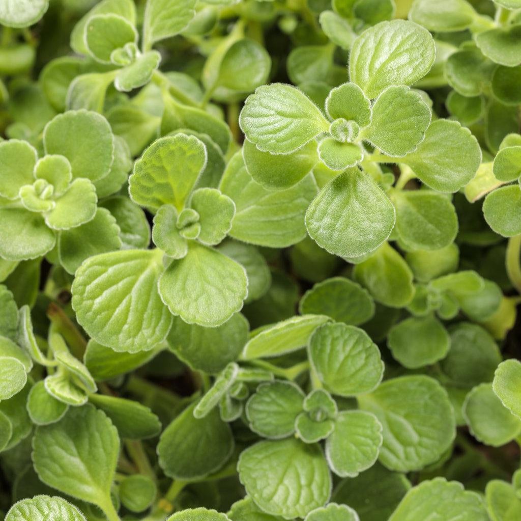 Cerveza 'n Lime® Plectranthus | Proven Winners®