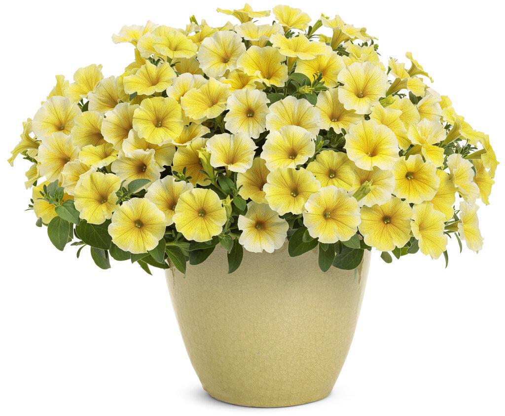 Supertunia® Saffron Finch™ Petunia | Proven Winners®