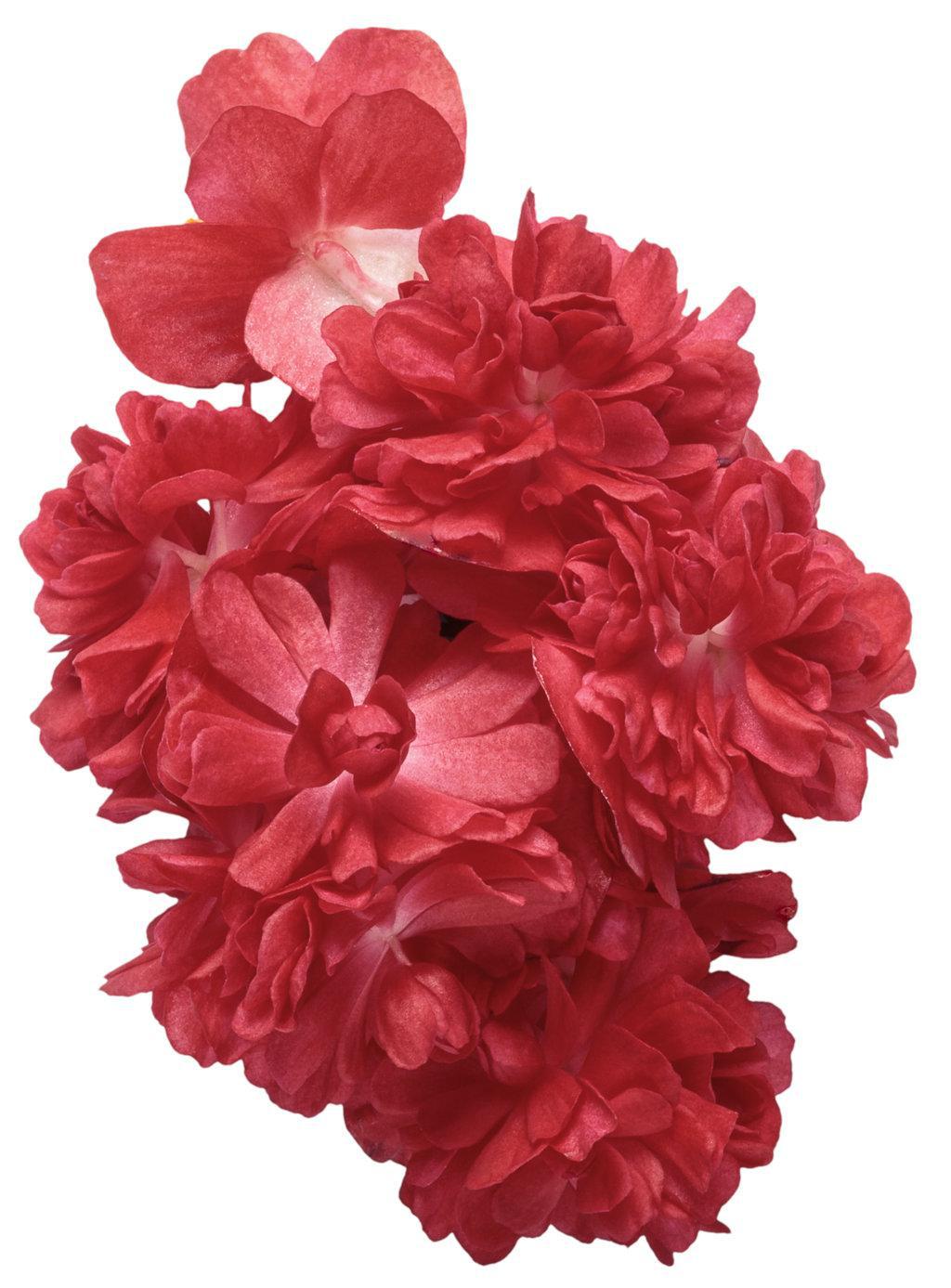 Double Up™ Red Begonia | Proven Winners®