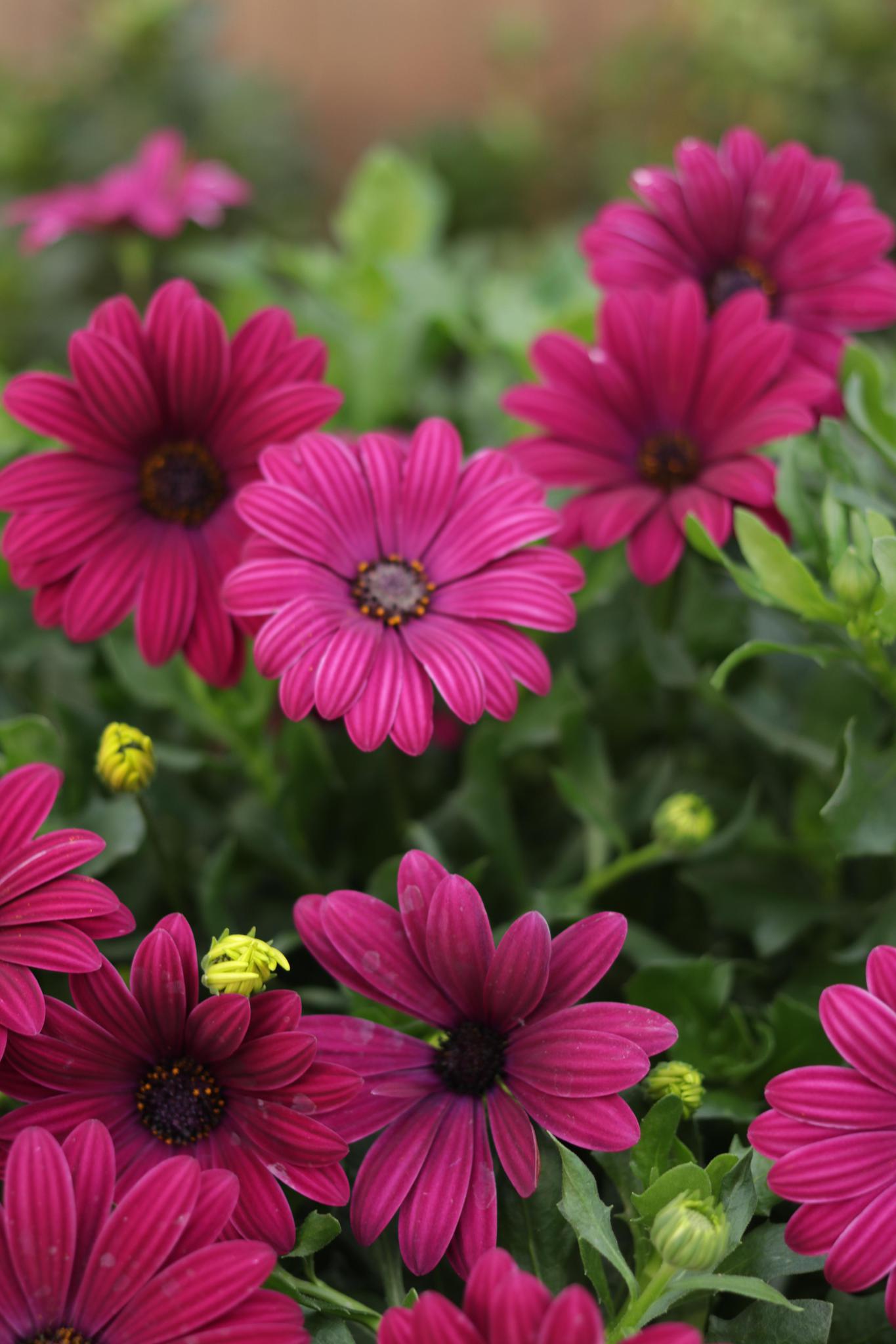 Bright Lights™ Purple Osteospermum | Proven Winners®