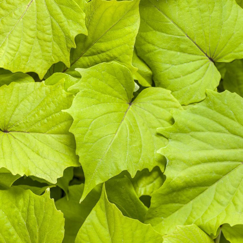 Sweet Caroline Bewitched Green with Envy™ Sweet Potato Vine