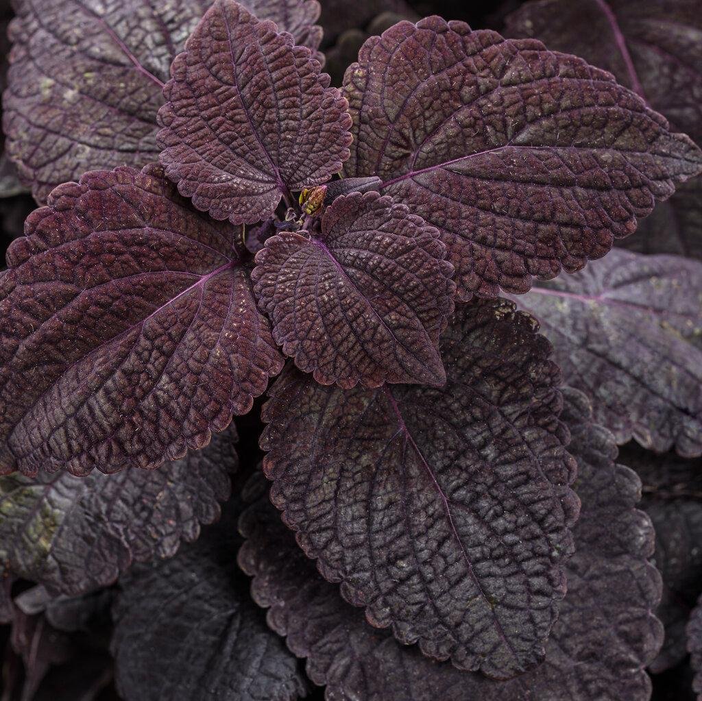 ColorBlaze® Newly Noir™ Coleus | Proven Winners®